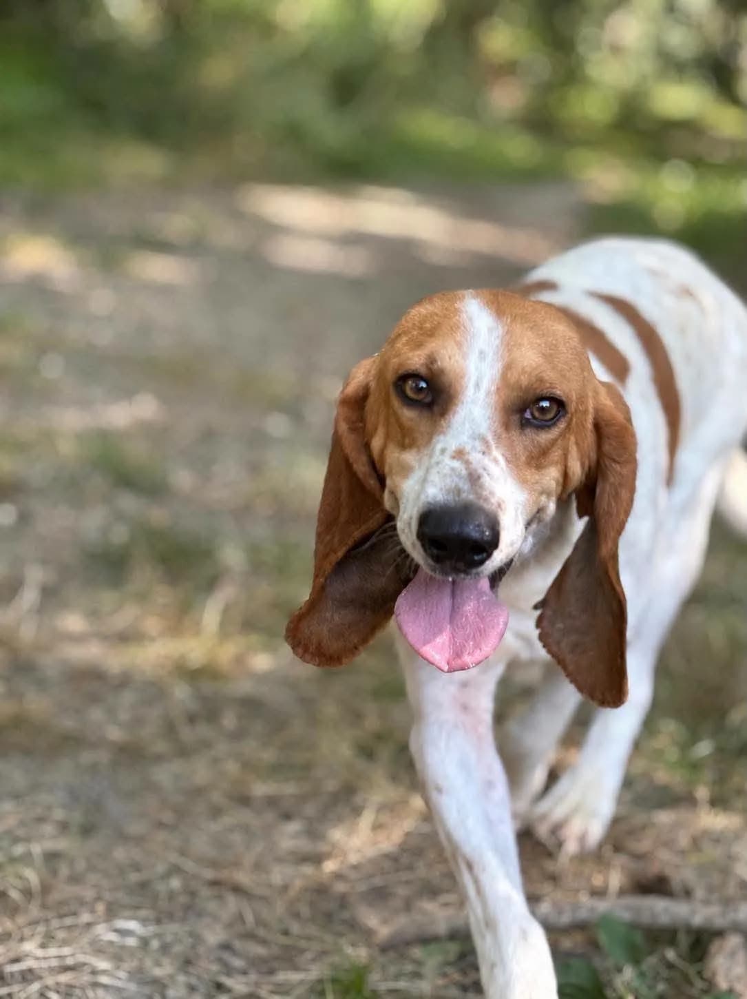 Albert, male 3yo Mixed Breed for adoption at SPA du Gers