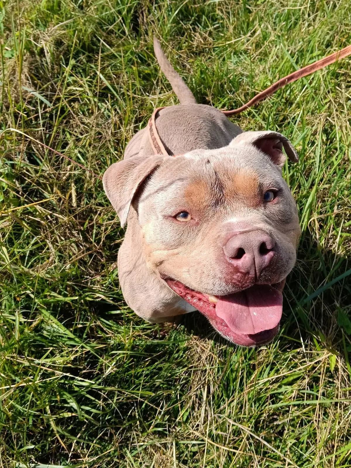 Marley, male 4yo Mixed Breed for adoption at SPA du Gers