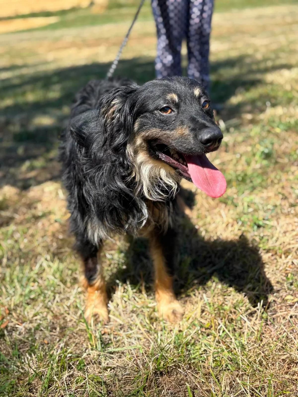 Tintin, male young Mixed Breed for adoption at SPA du Gers