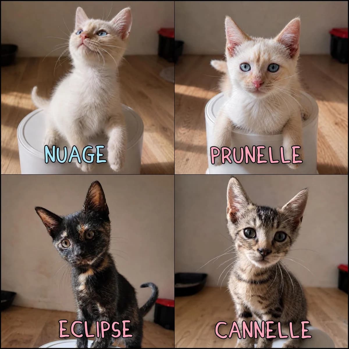 ♂️ Nuage, ♀️ Prunelle, ♀️ Éclipse et ♀️ Cannelle, female Mixed Breed for adoption at SPA du Gers