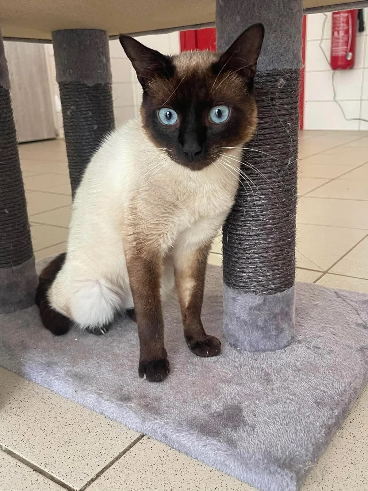 ♂️ Miaous, male 3yo Mixed Breed for adoption at SPA du Gers