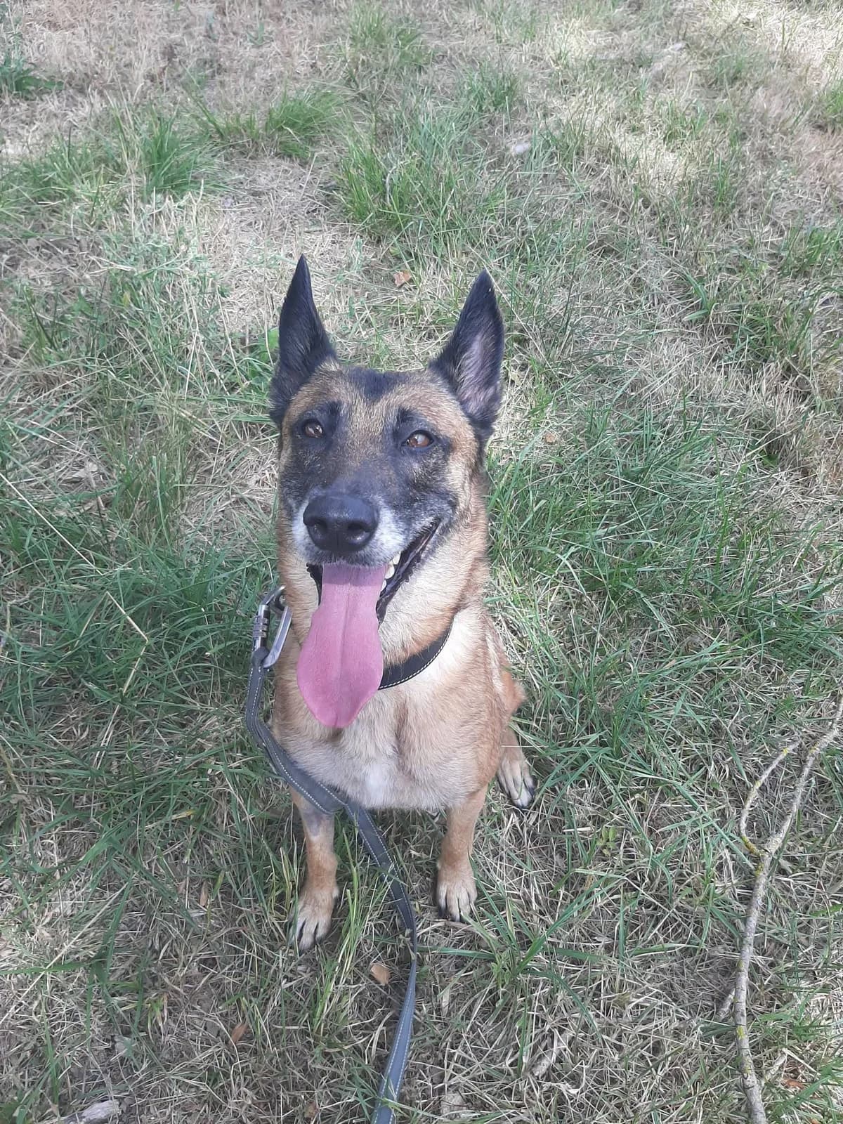 Sia, female 5yo Mixed Breed for adoption at SPA du Gers