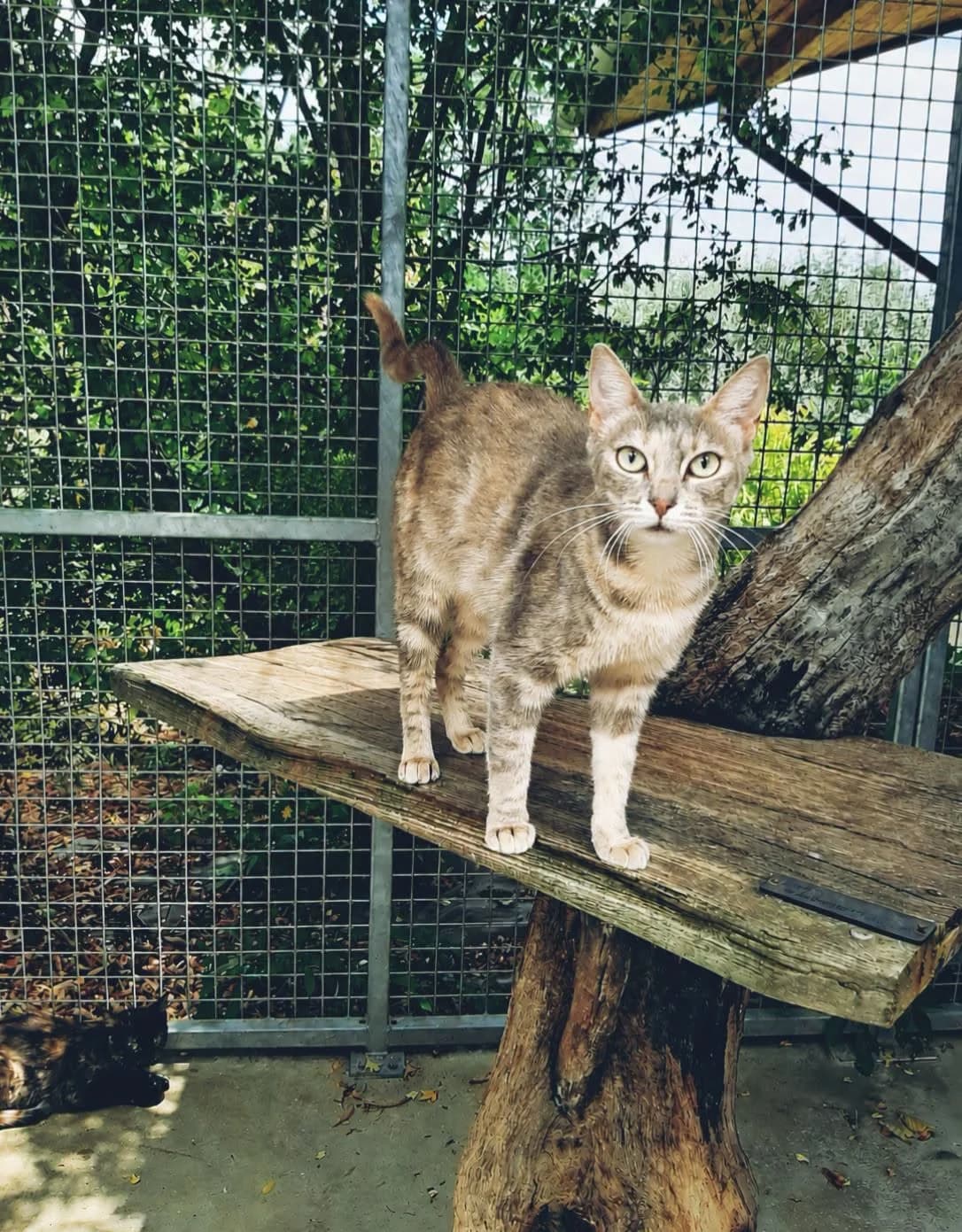 ♀️ Prune, female young Mixed Breed for adoption at SPA du Gers