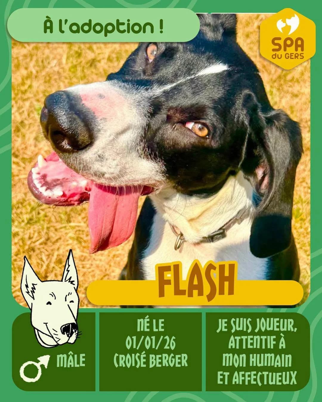 Flash/Omer, male puppy Mixed Breed for adoption at SPA du Gers