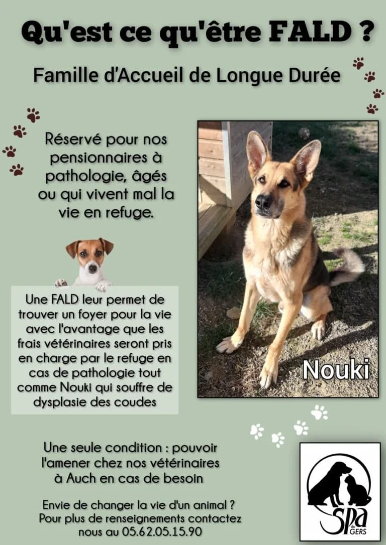 🆘️ Recherche FA, éligible FALD Famille d'accueil longue durée 🆘 You Two, male senior Mixed Breed for adoption at SPA du Gers