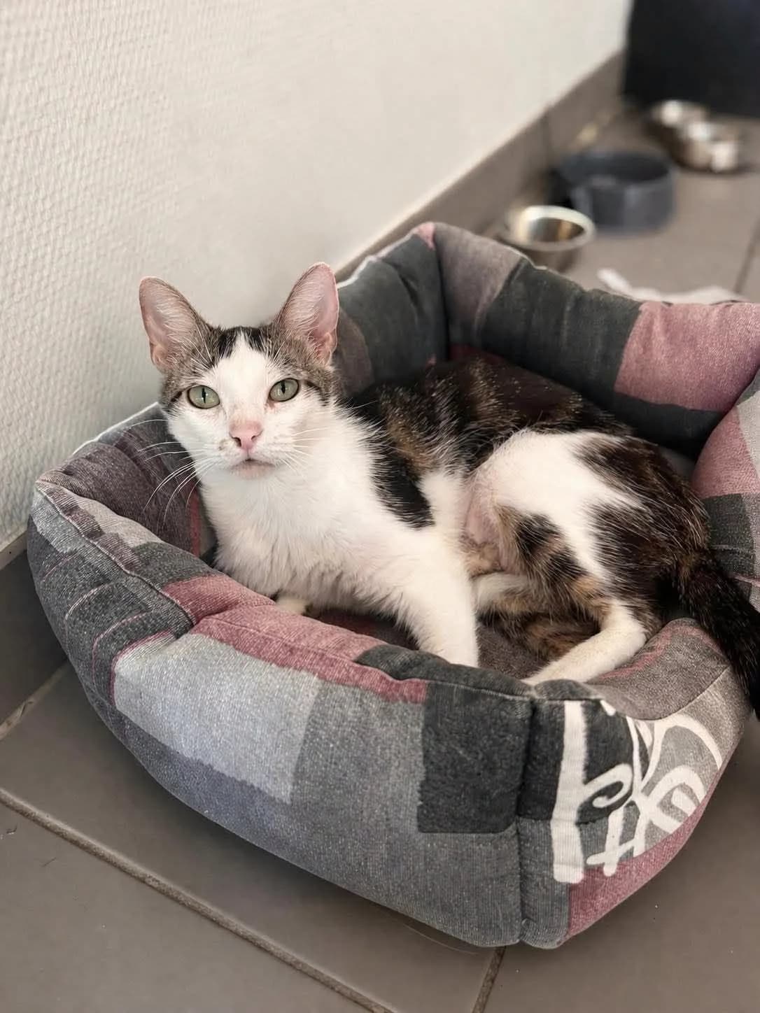 ♀️ Chaussonnette, female young Mixed Breed for adoption at SPA du Gers
