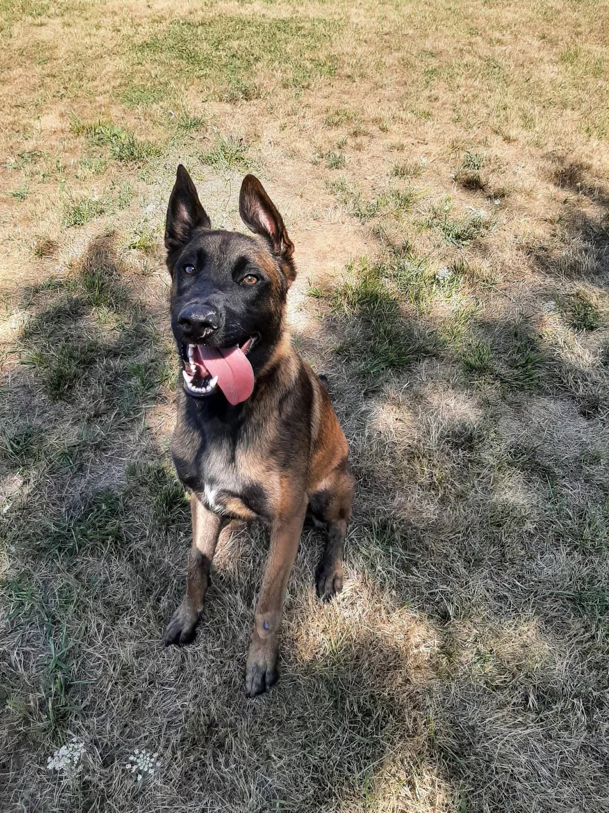 Sherpa, male young Mixed Breed for adoption at SPA du Gers