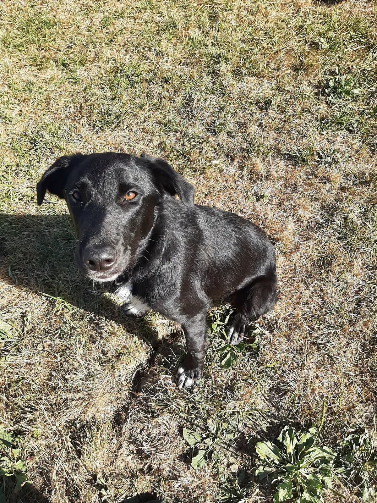 Naveen, male young Mixed Breed for adoption at SPA du Gers