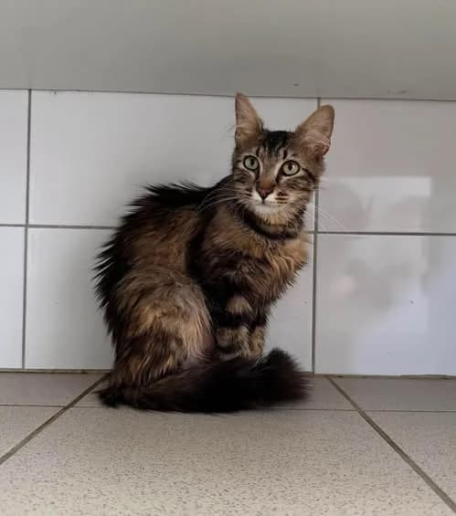 ♀️ Millie, female young Mixed Breed for adoption at SPA du Gers