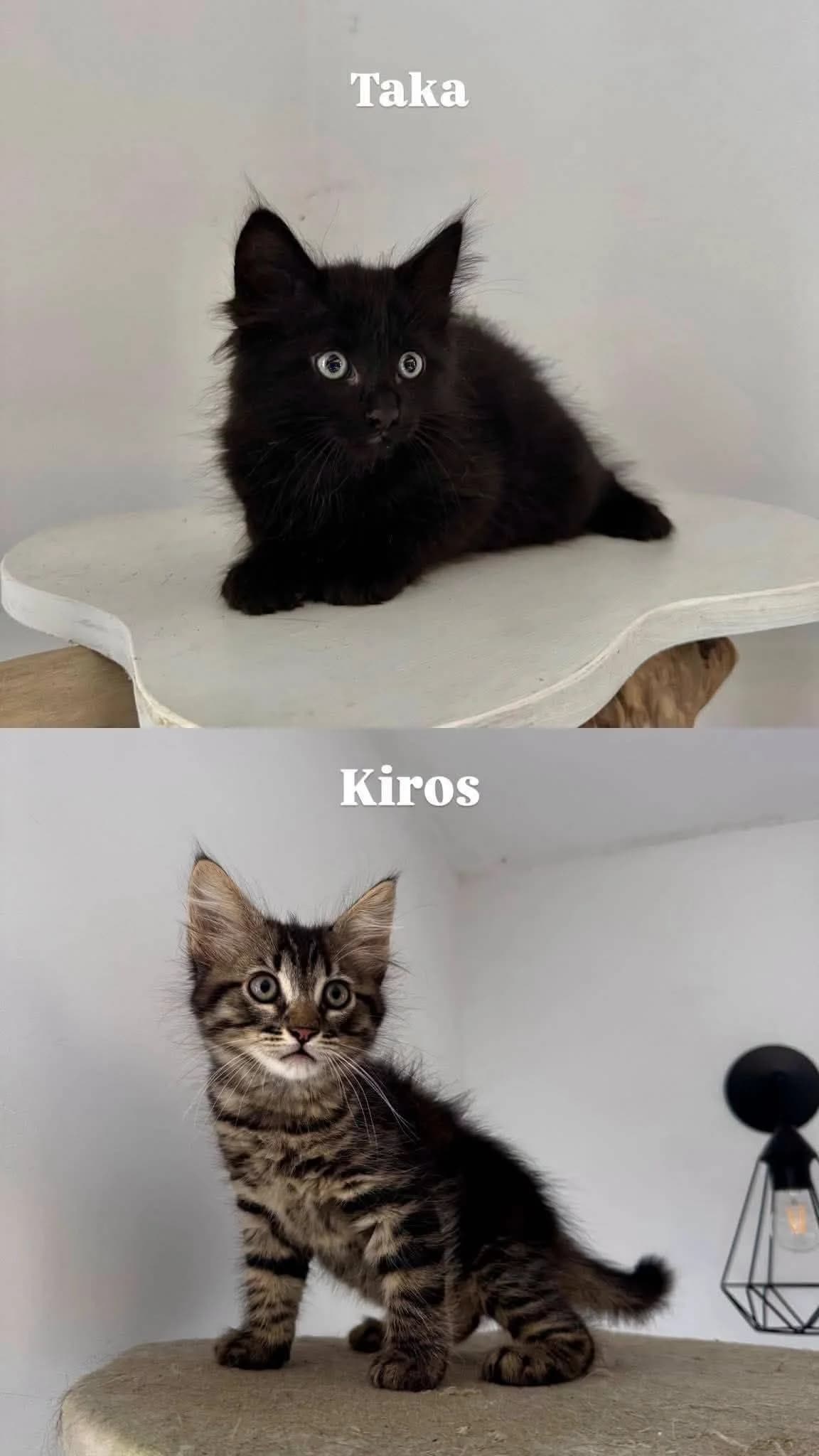 ♂️ Taka et ♂️ Kiros, male puppy Mixed Breed for adoption at SPA du Gers