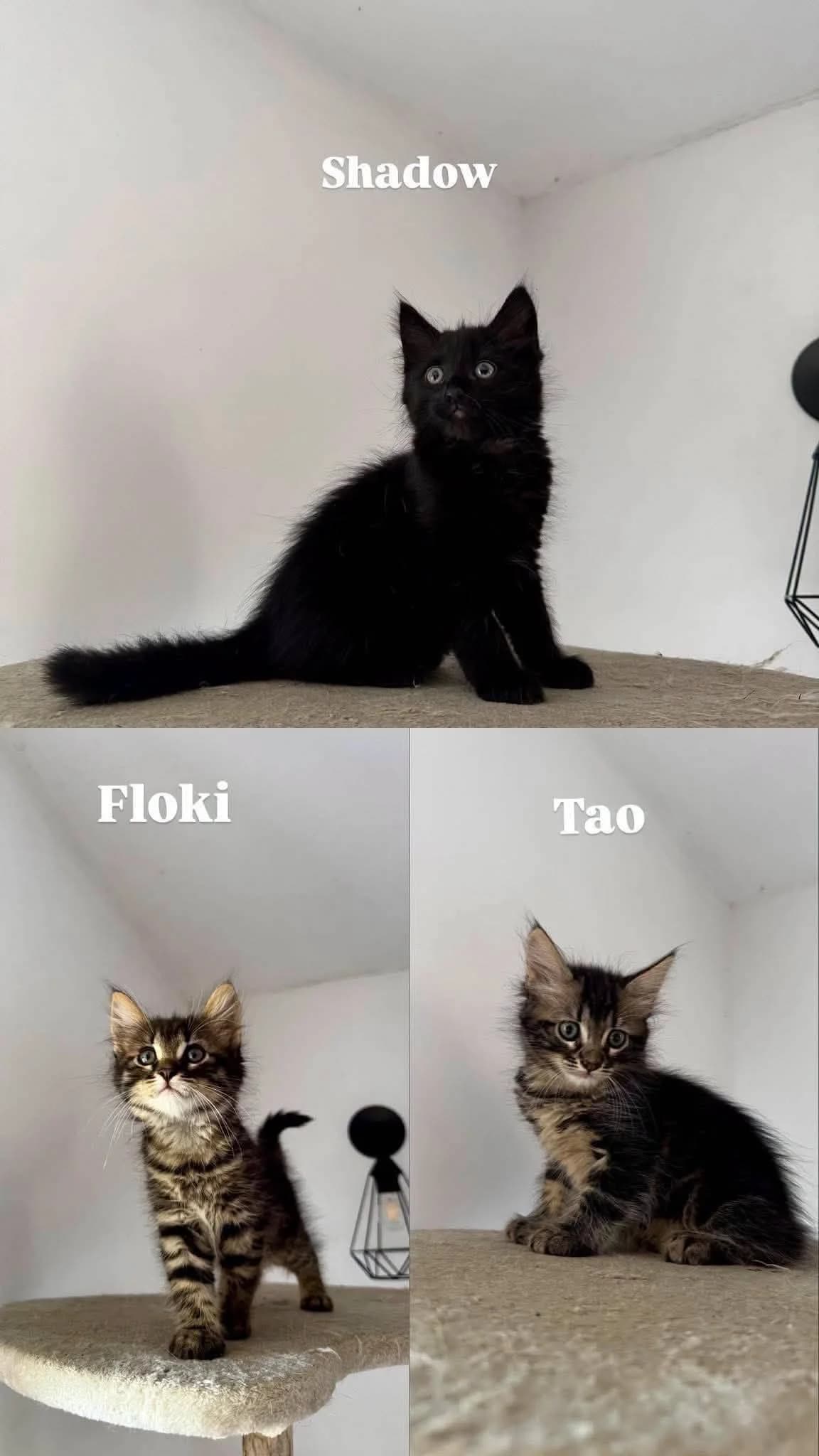 ♂️ Shadow, ♂️Tao et ♂️ Floki, male Mixed Breed for adoption at SPA du Gers