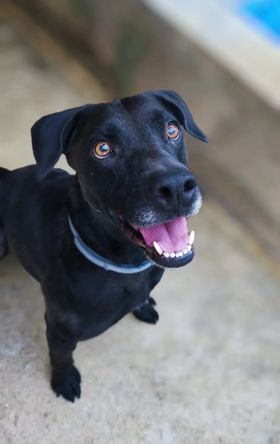 Orion, male mixed breed for adoption at SPA de l