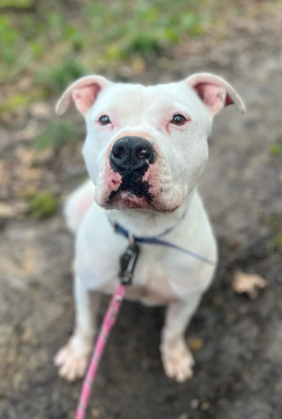 Whisky, male Mixed Breed for adoption at SPA de l