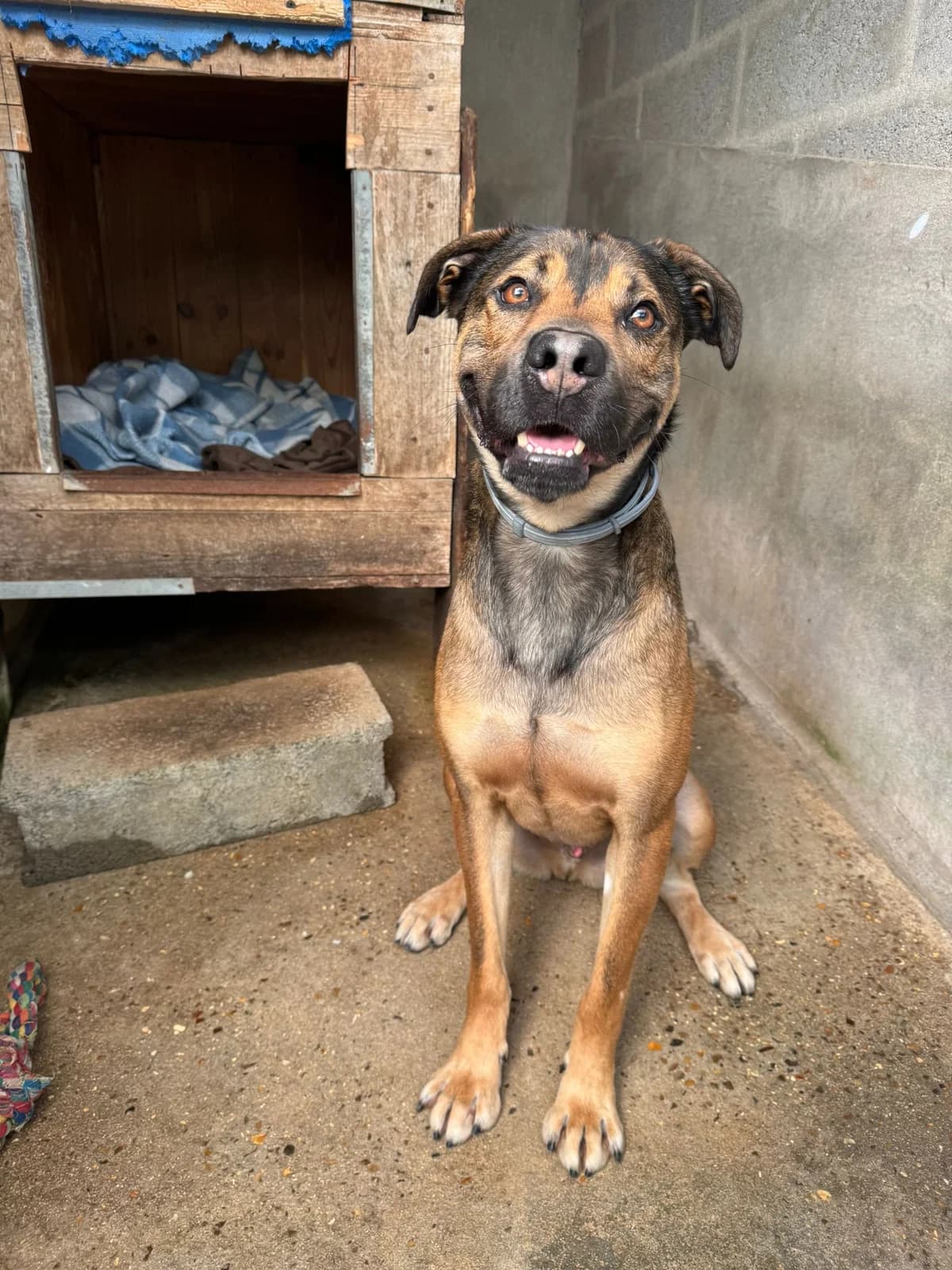 Browny, male mixed breed for adoption at SPA de l