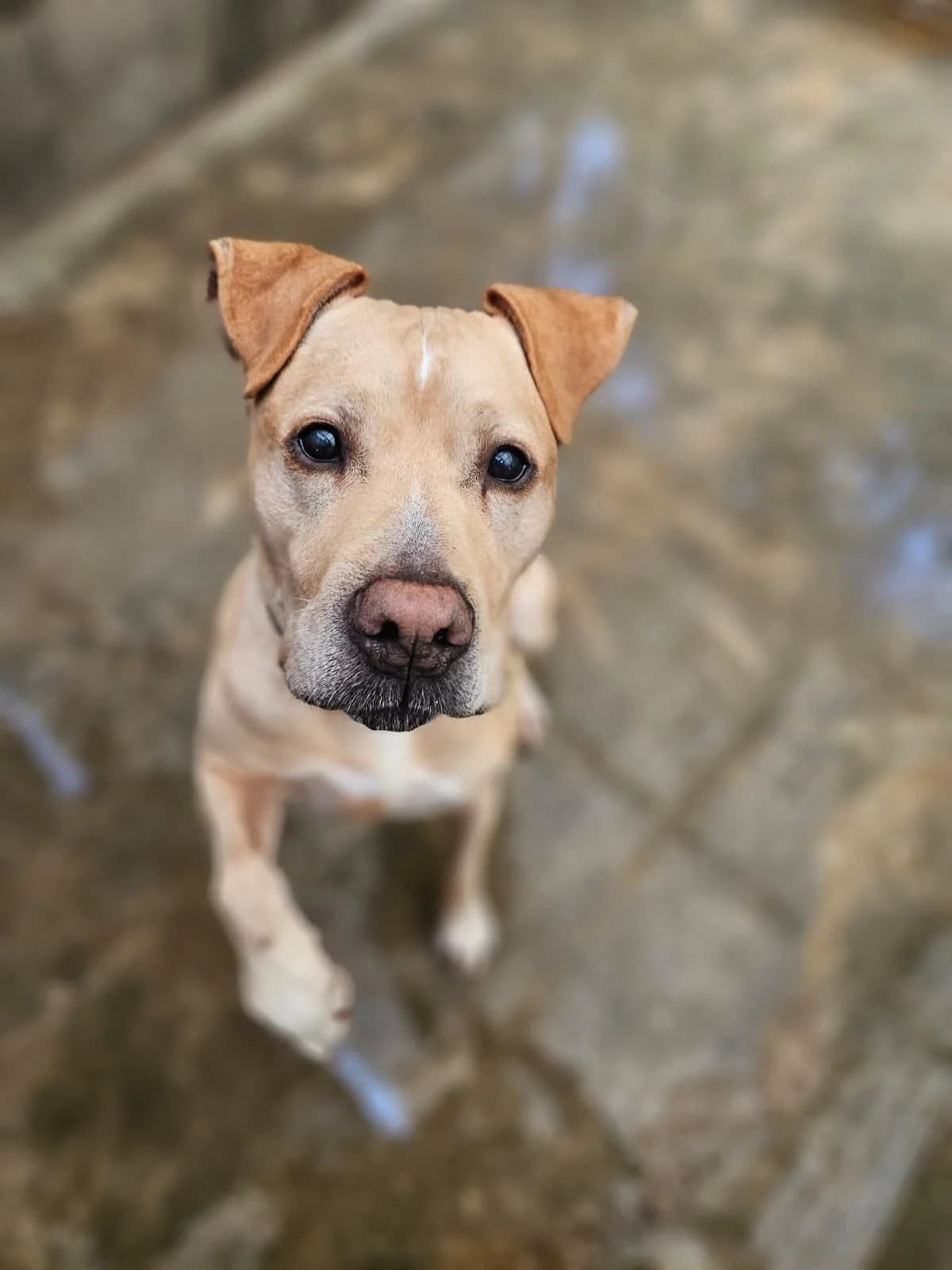 Taurus, male senior Labrador Retriever for adoption at SPA de l