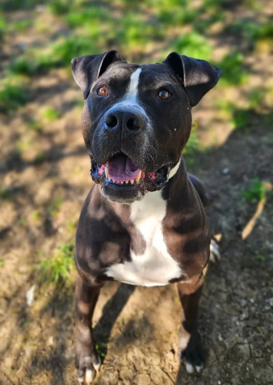 Tafou sos, male American Bully for adoption at SPA de l