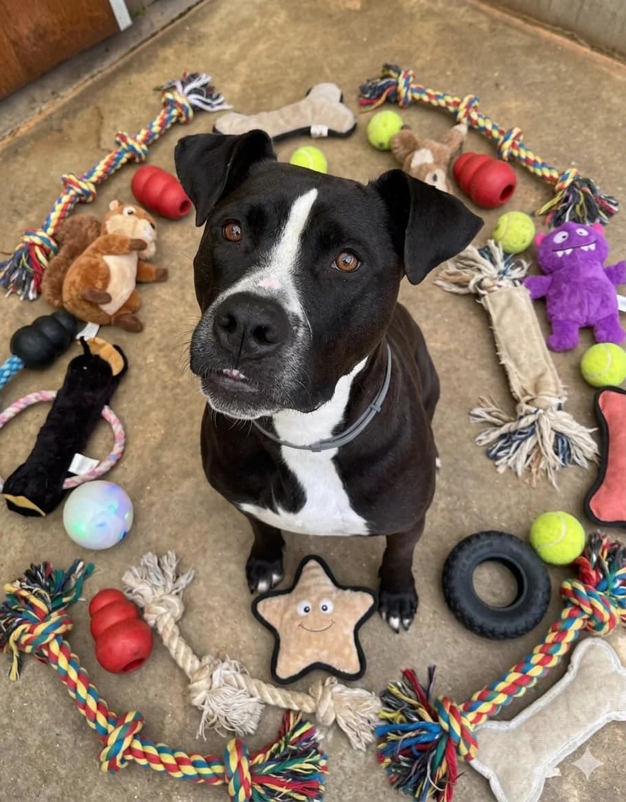 Tafou, male American Bully for adoption at SPA de l
