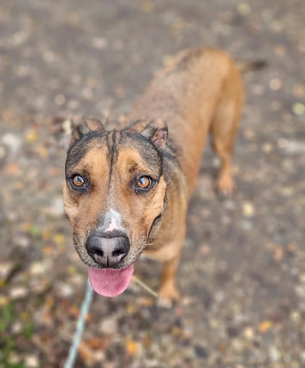 Juan, male mixed breed for adoption at SPA de l
