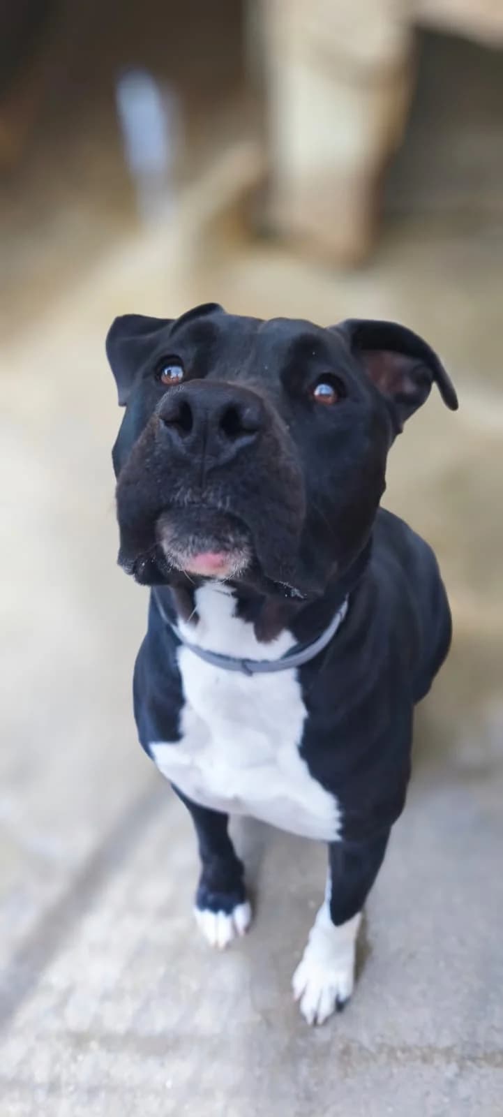 Rocky, male Mixed Breed for adoption at SPA de l