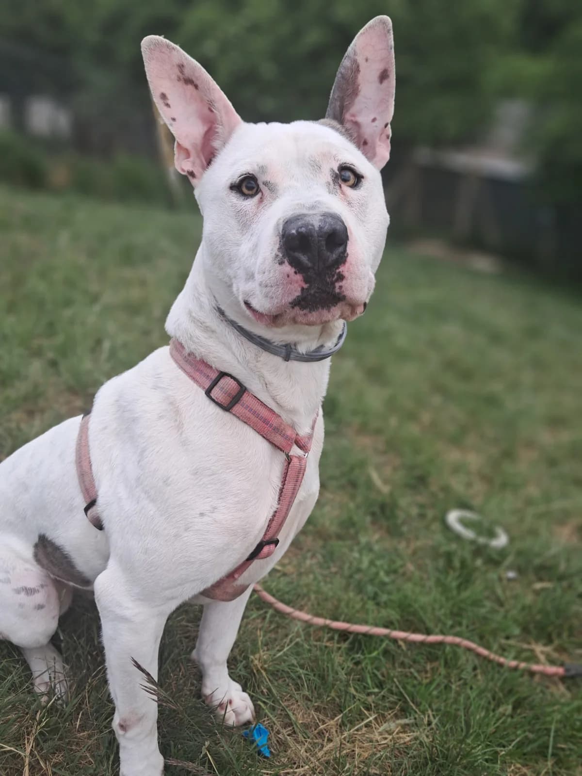 Summer, male mixed breed for adoption at SPA de l