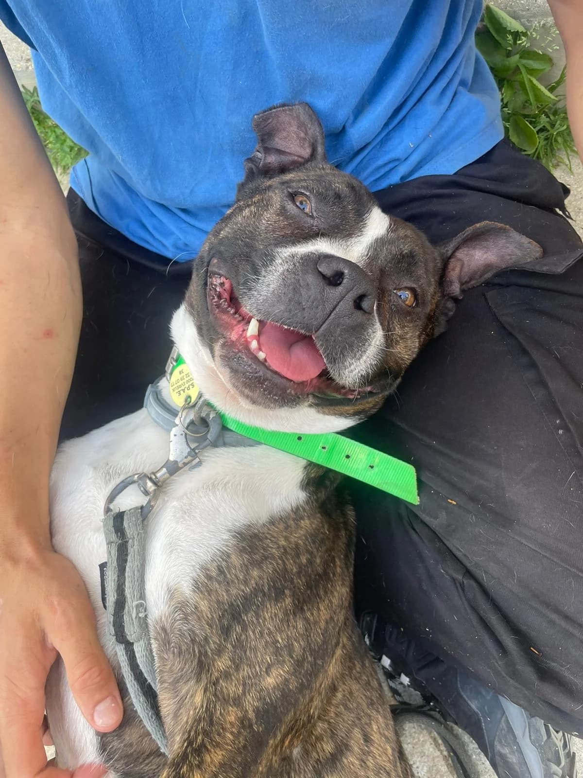 Akita 🚨SOS🚨, female mixed breed for adoption at SPA de l