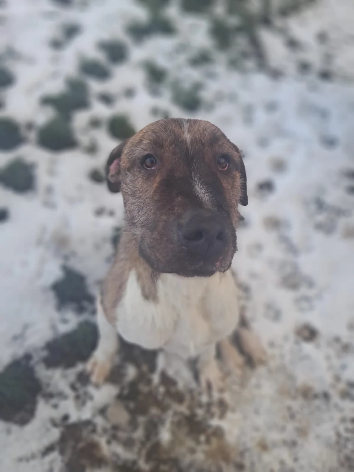 Ulysse, male Bull Terrier for adoption at SPA de l