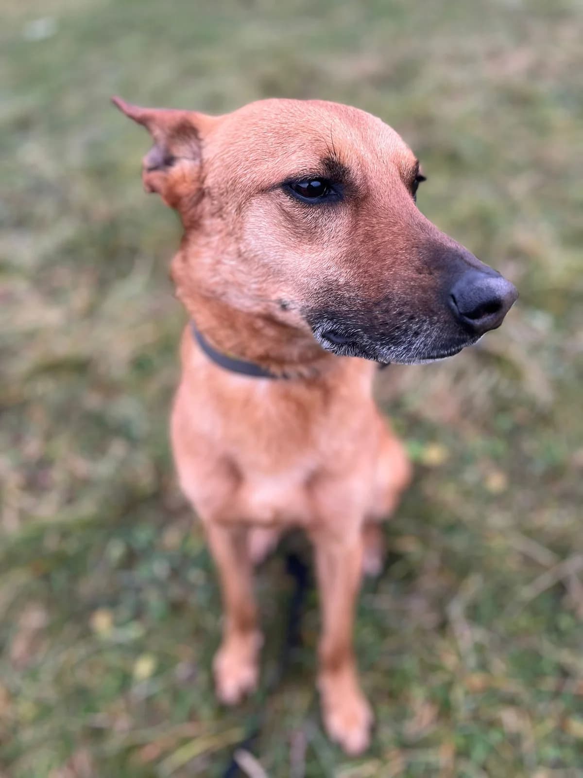 Charles, male mixed breed for adoption at SPA de l