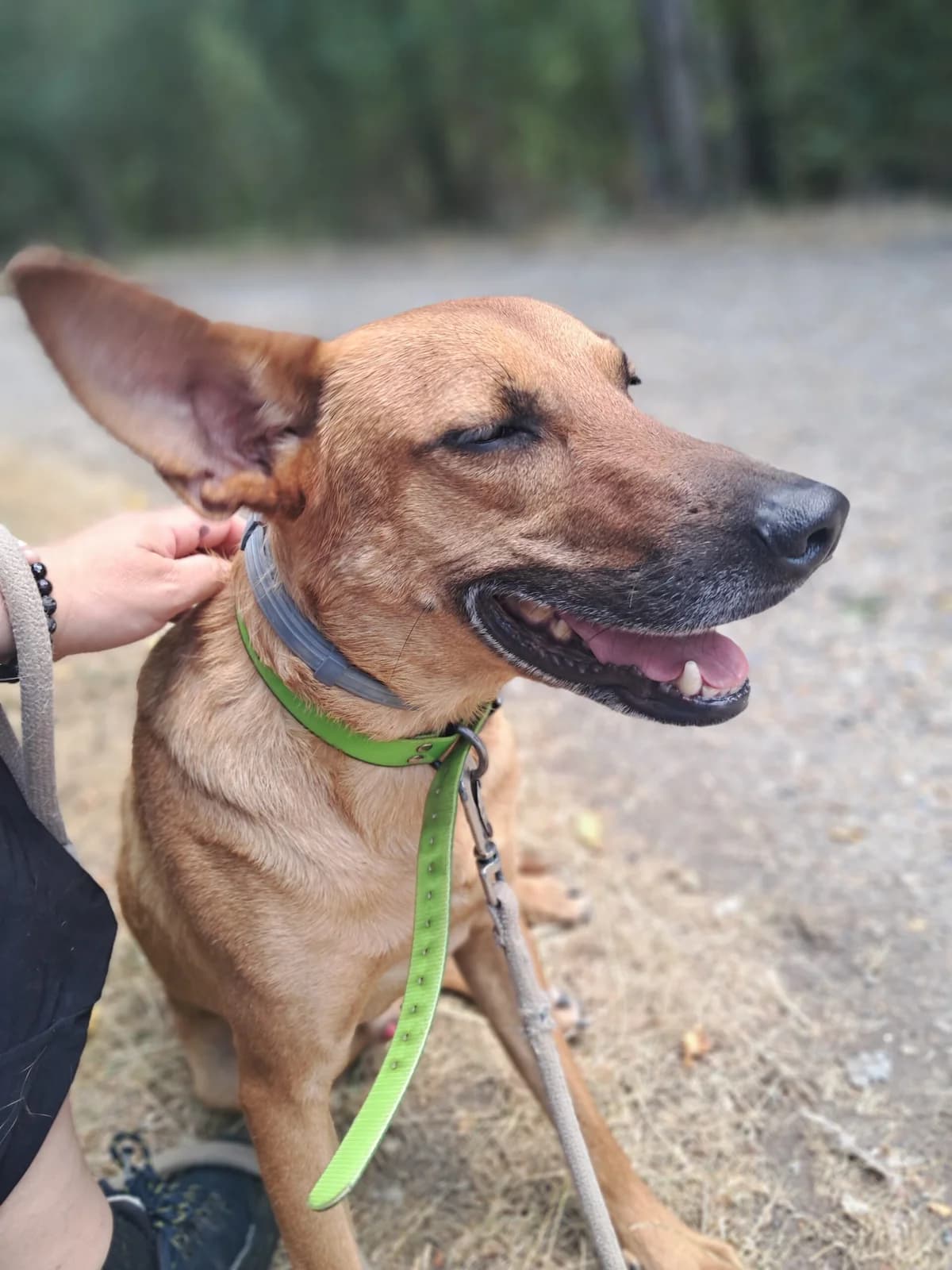 Charles, male mixed breed for adoption at SPA de l
