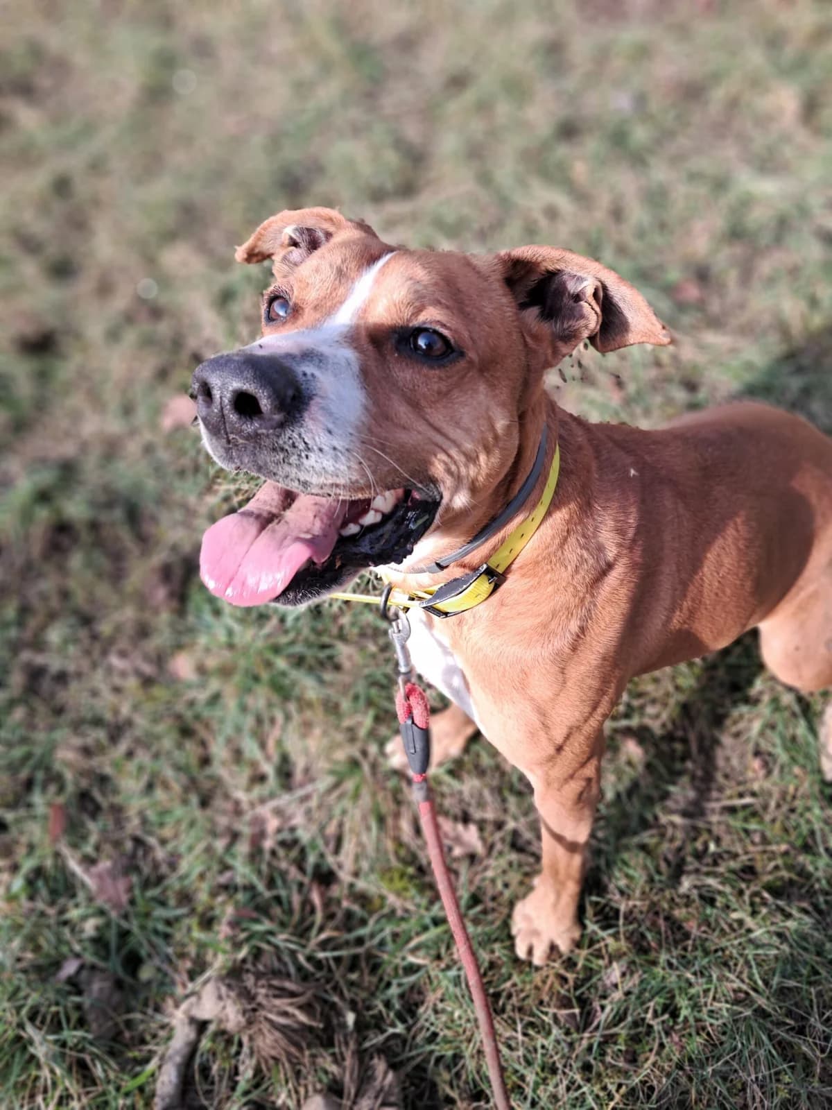 Koppa, male Labrador Retriever for adoption at SPA de l
