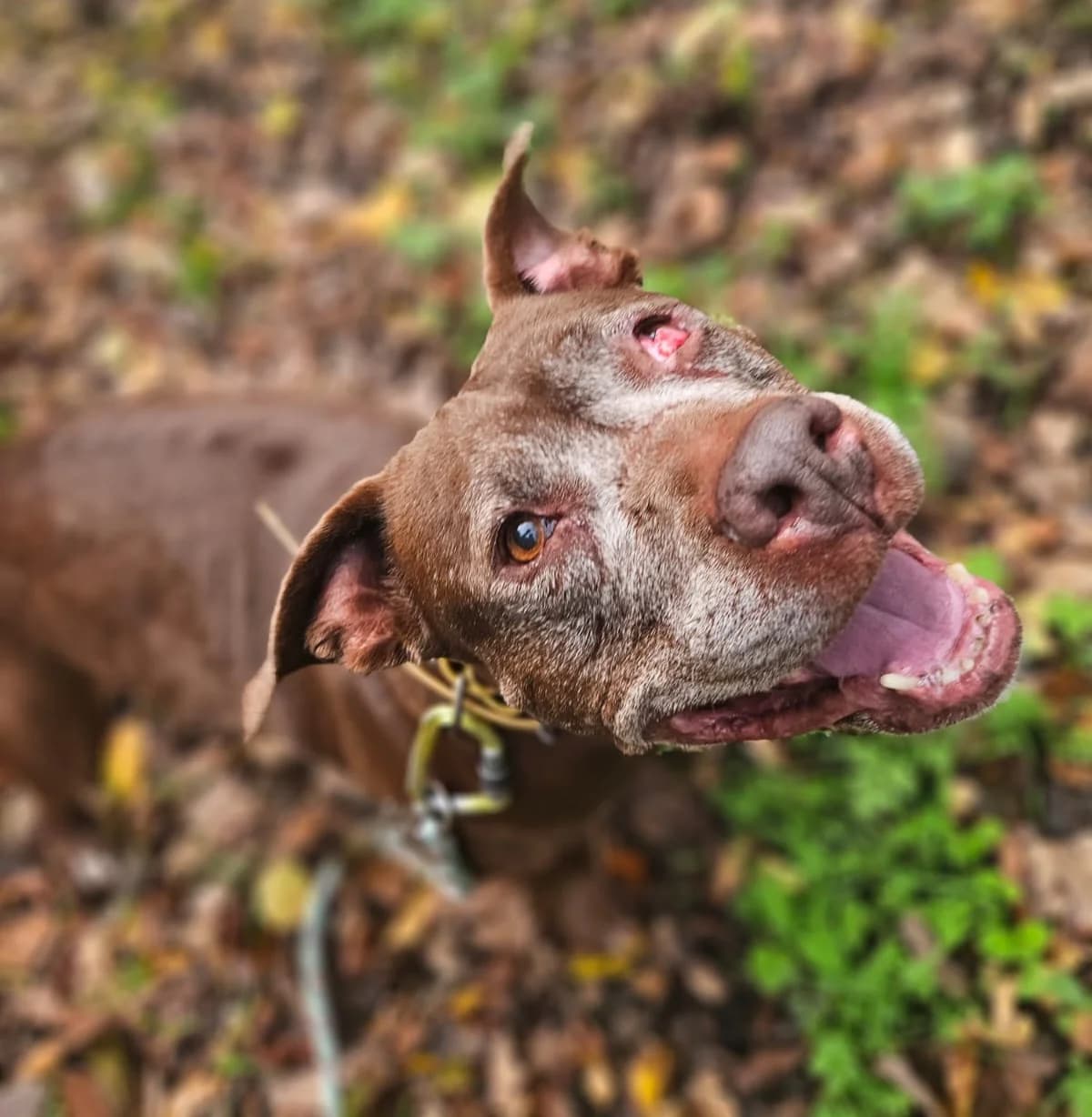 Lexy, female Staffordshire Bull Terrier for adoption at SPA de l