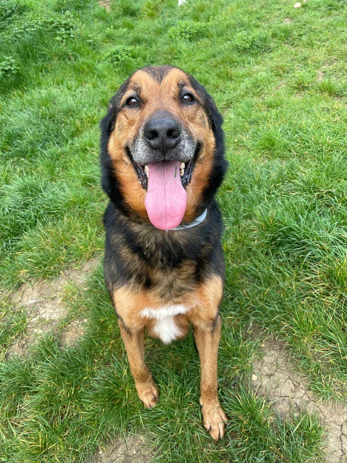 AndrΓ©, male mixed breed for adoption at SPA de l