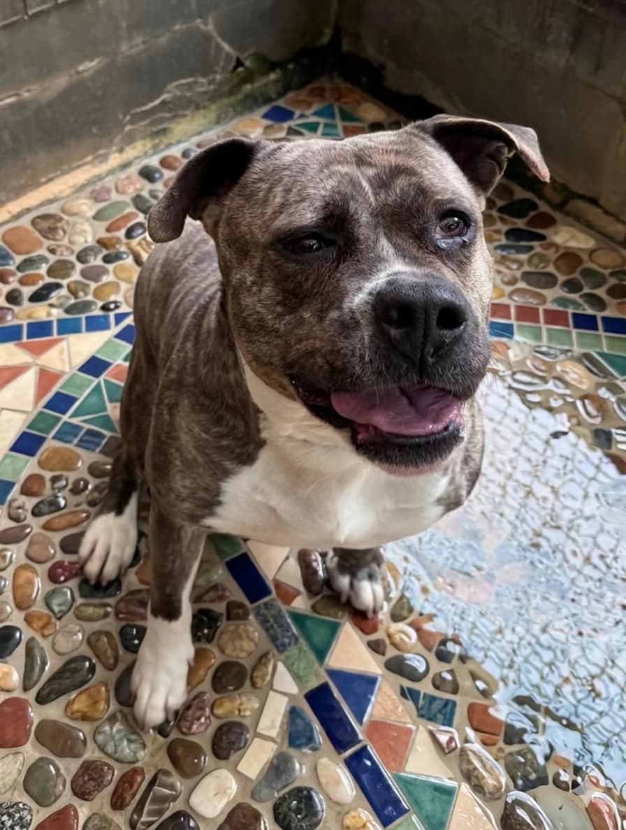 Lana 🚨SOS🚨⛑, female mixed breed for adoption at SPA de l