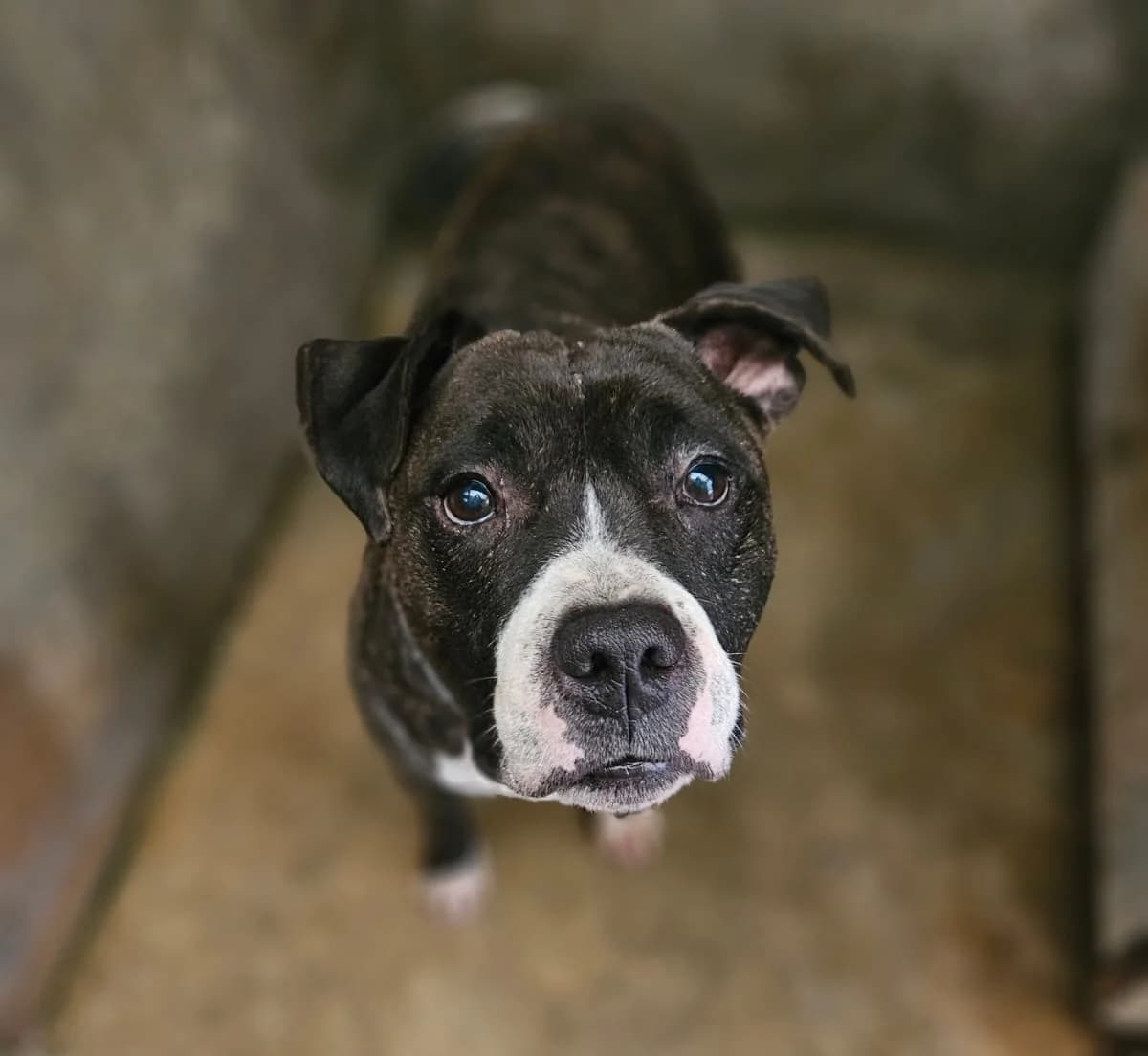Mister django, male senior Staffordshire Bull Terrier for adoption at SPA de l