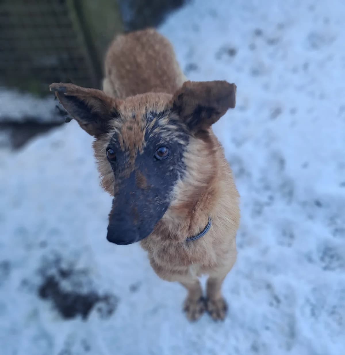 Giroux, male Belgian Tervuren for adoption at SPA de l