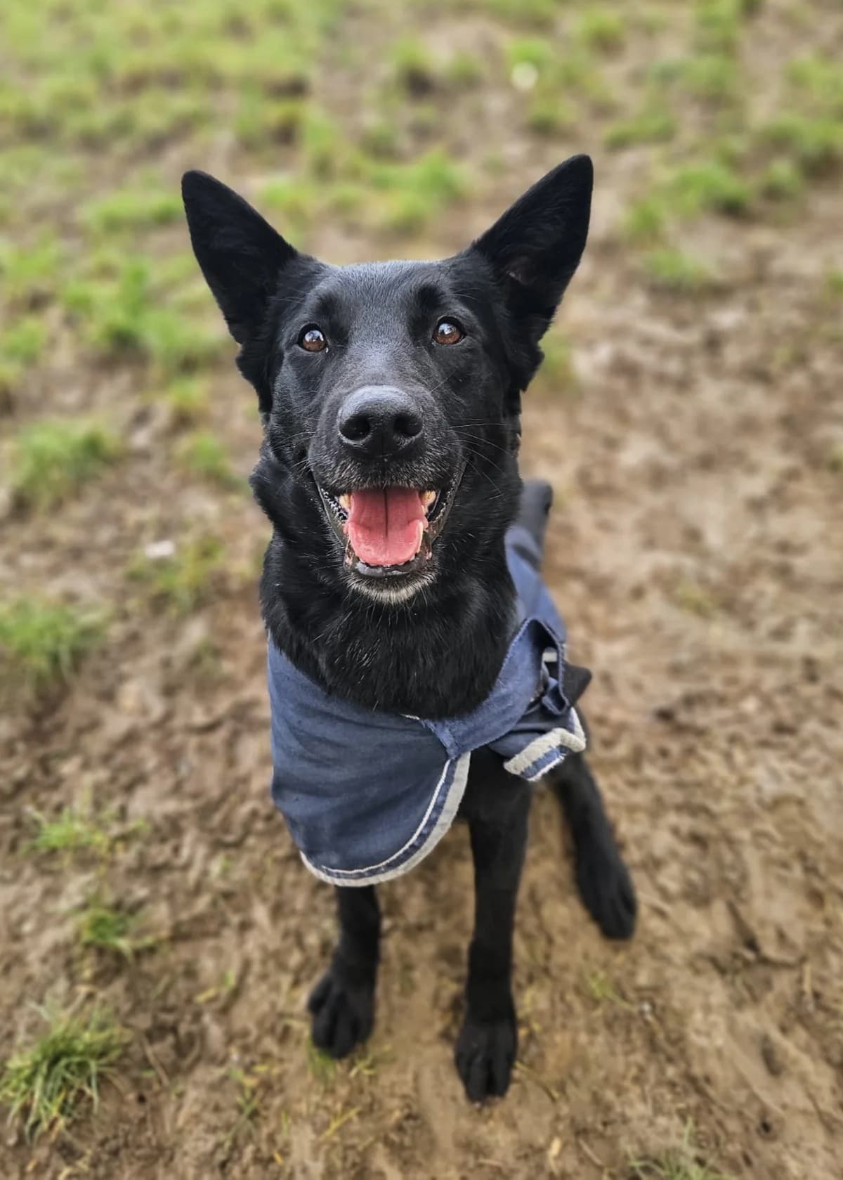 Ruby, female puppy German Shepherd for adoption at SPA de l