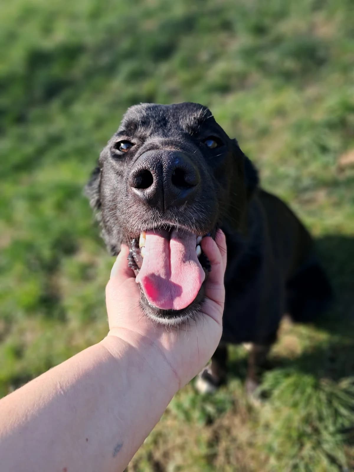 Elidja, male Labrador Retriever for adoption at SPA de l