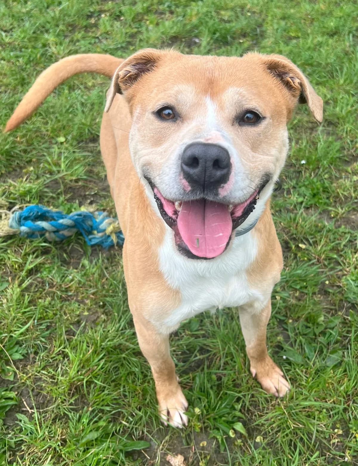 Anakin, male Staffordshire Bull Terrier for adoption at SPA de l