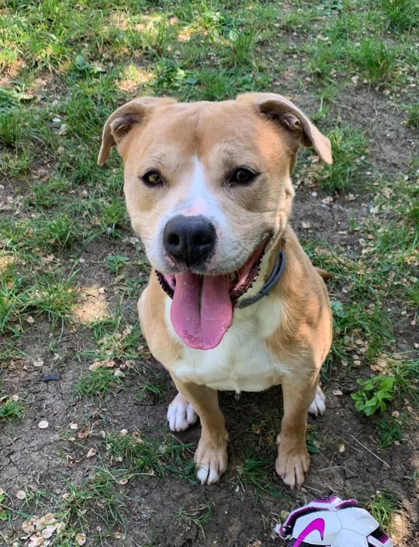 Anakin, male Staffordshire Bull Terrier for adoption at SPA de l