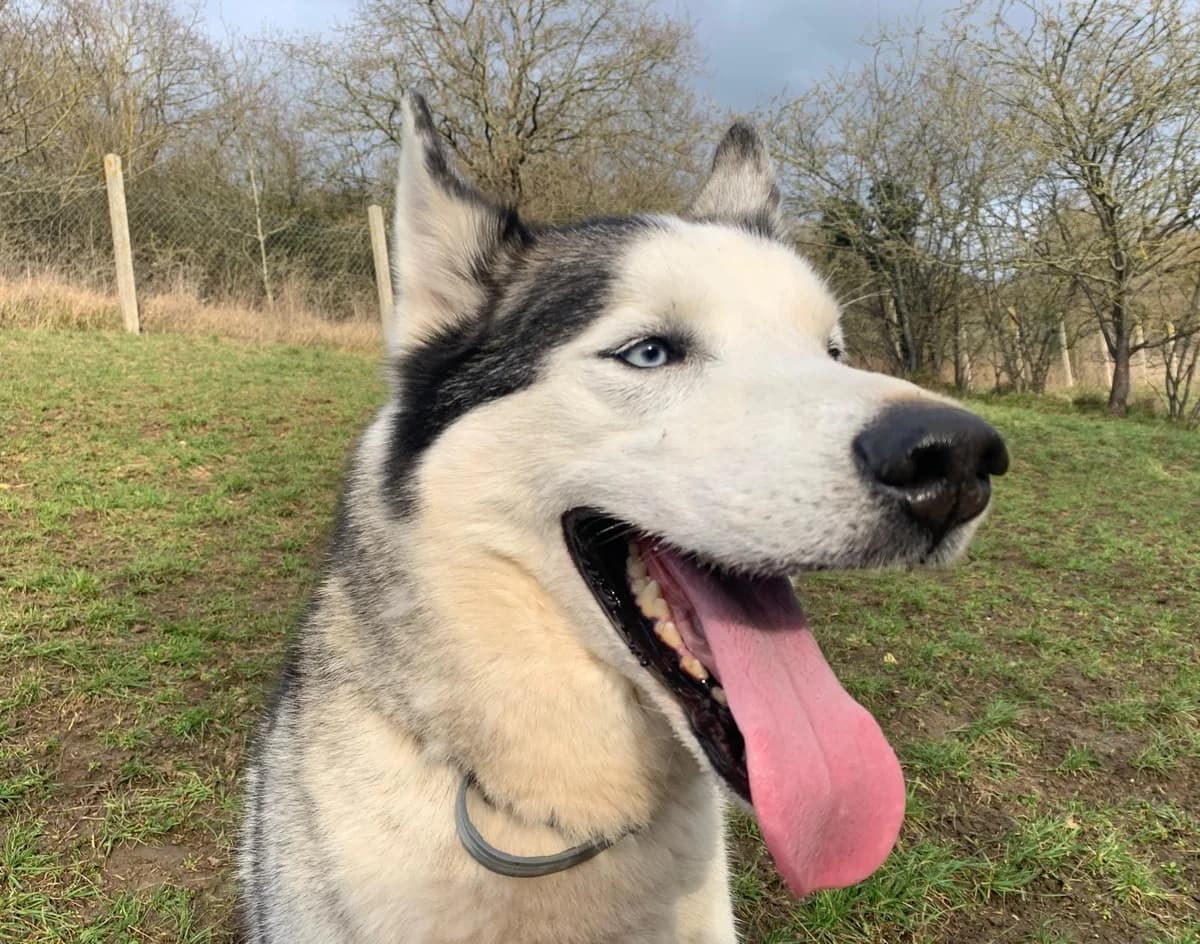 Natsu, male Husky for adoption at SPA de l