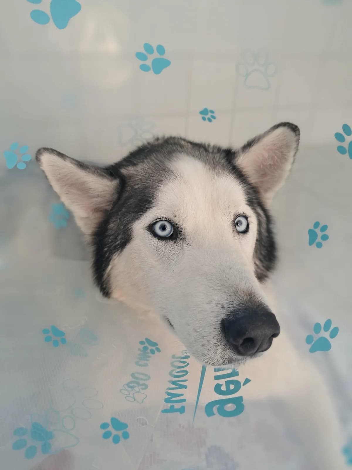 Natsu, male senior Husky for adoption at SPA de l