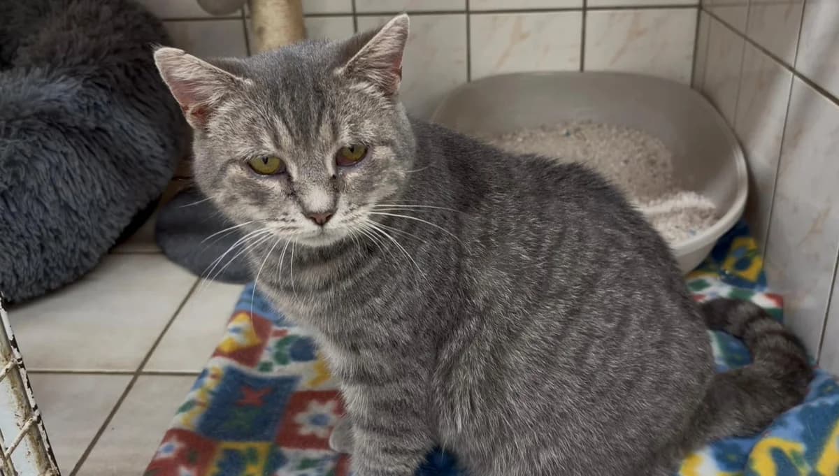 Biscotte, female European Shorthair for adoption at SPA de l