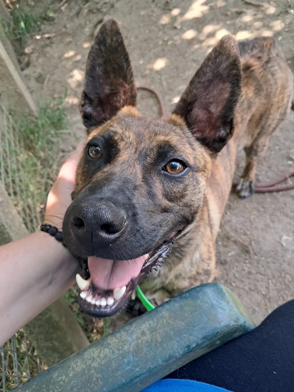 Alma, female mixed breed for adoption at SPA de l