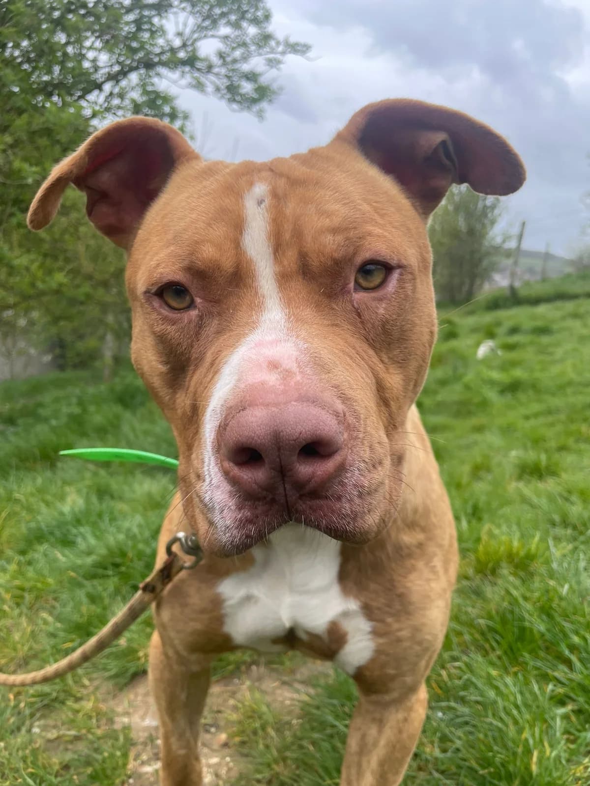 Joey, male American Bully for adoption at SPA de l