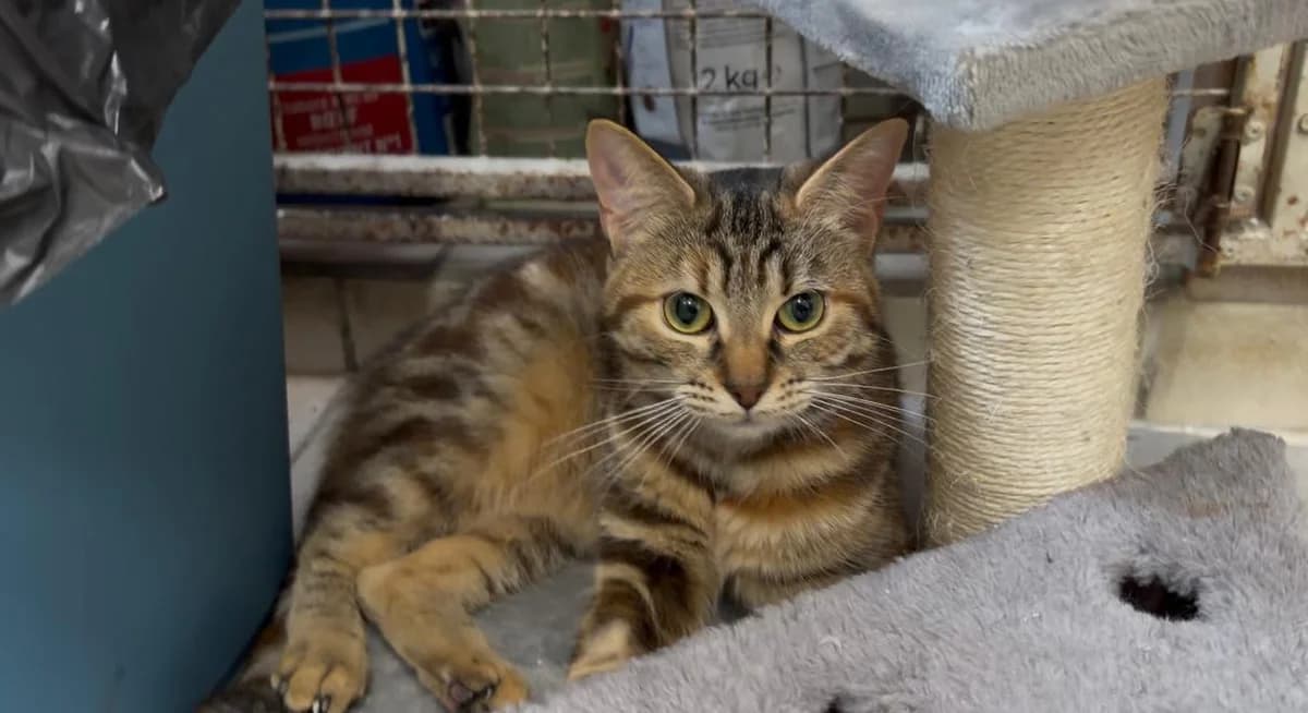 Mei, female European Shorthair for adoption at SPA de l
