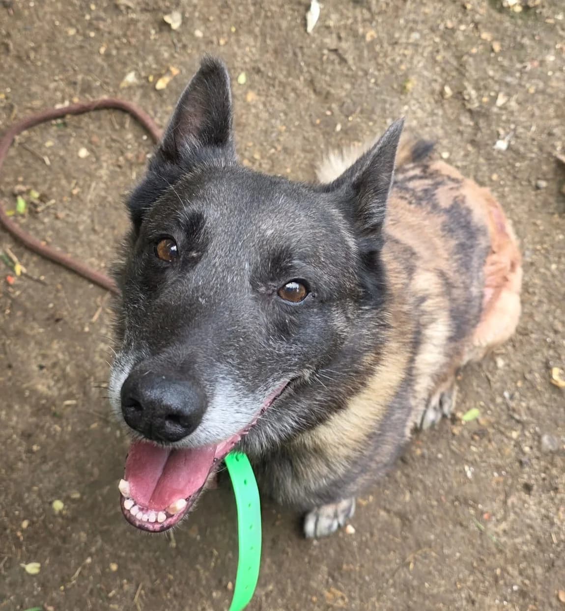 Lou-cian, male senior Belgian Malinois for adoption at SPA de l