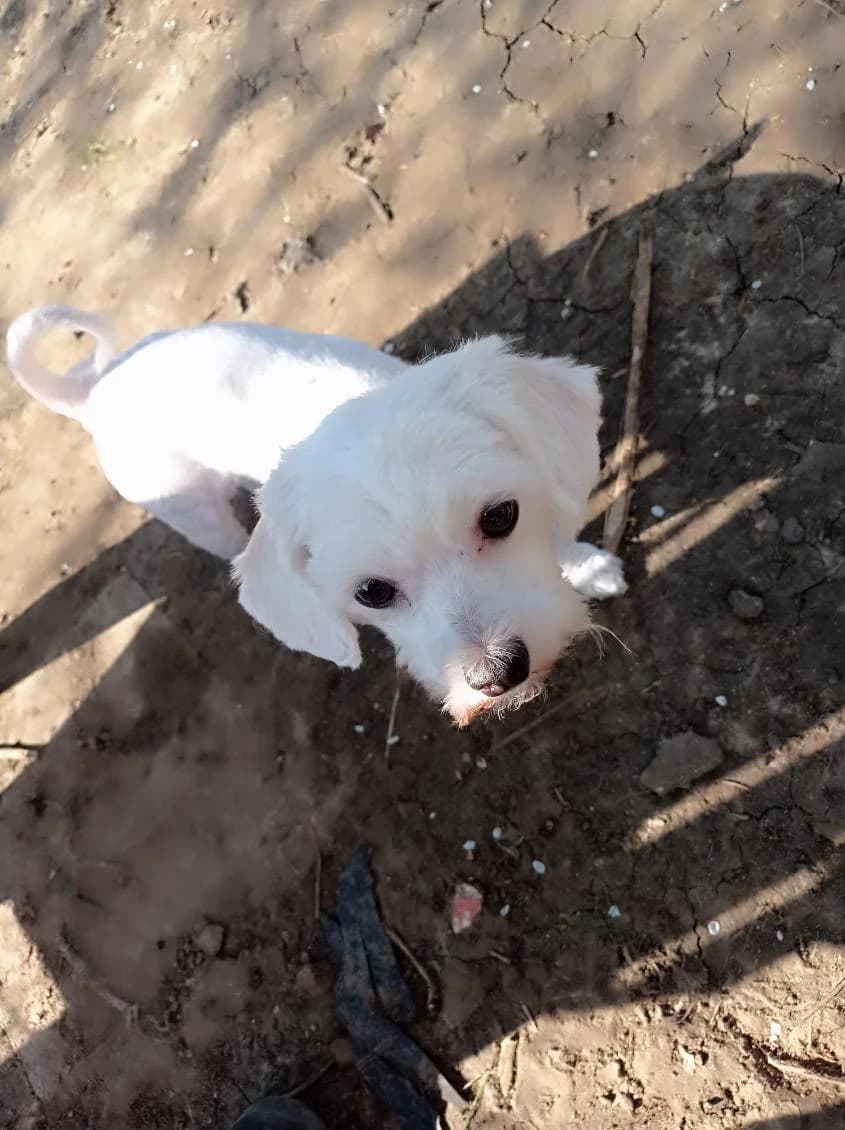 Vella, female Maltese for adoption at SPA de l