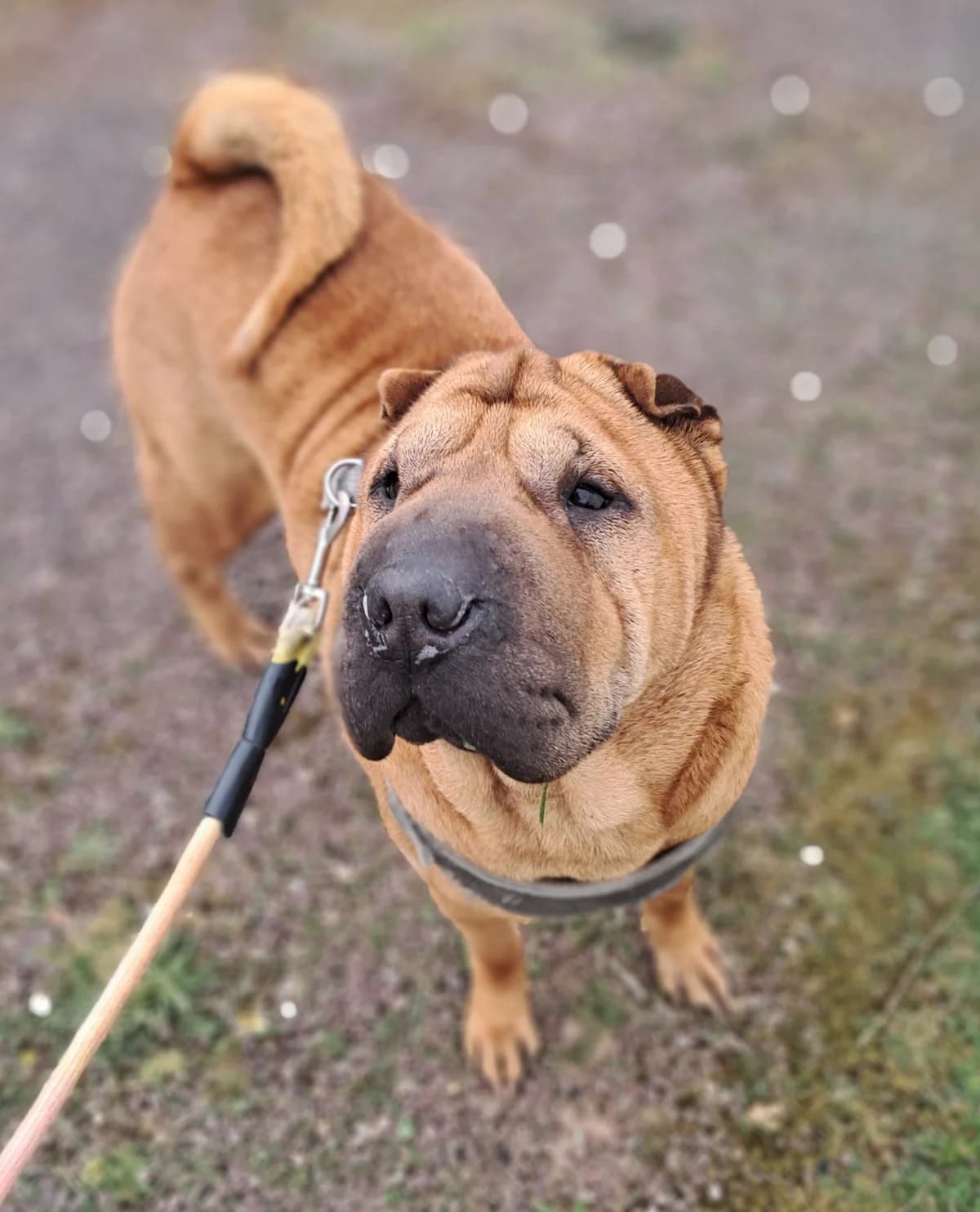 Bella, female Shar Pei for adoption at SPA de l