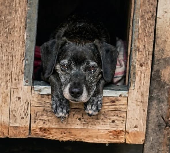 Guizmo, male Labrador Retriever for adoption at SPA de l