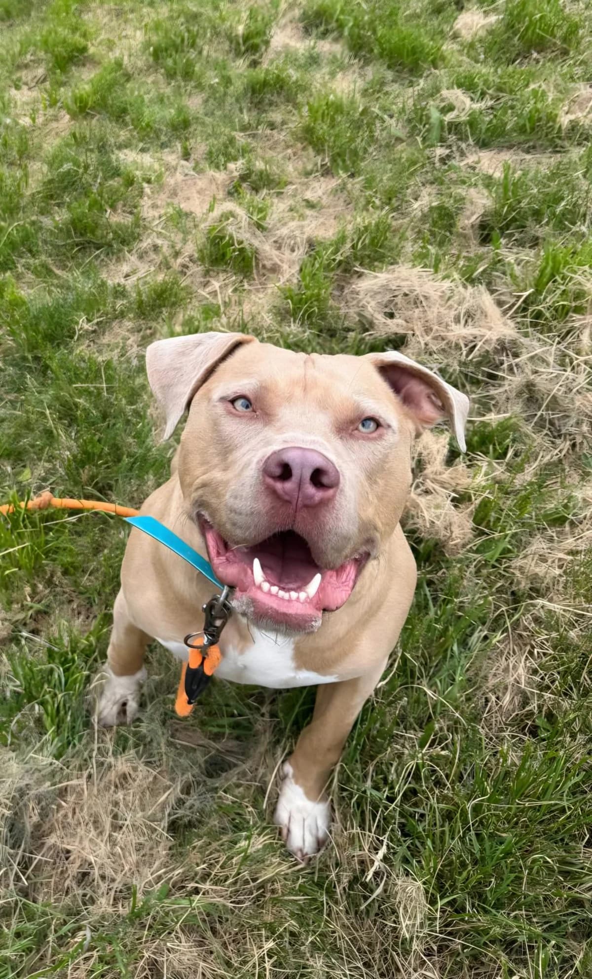 Ecko, male Labrador Retriever for adoption at SPA de l