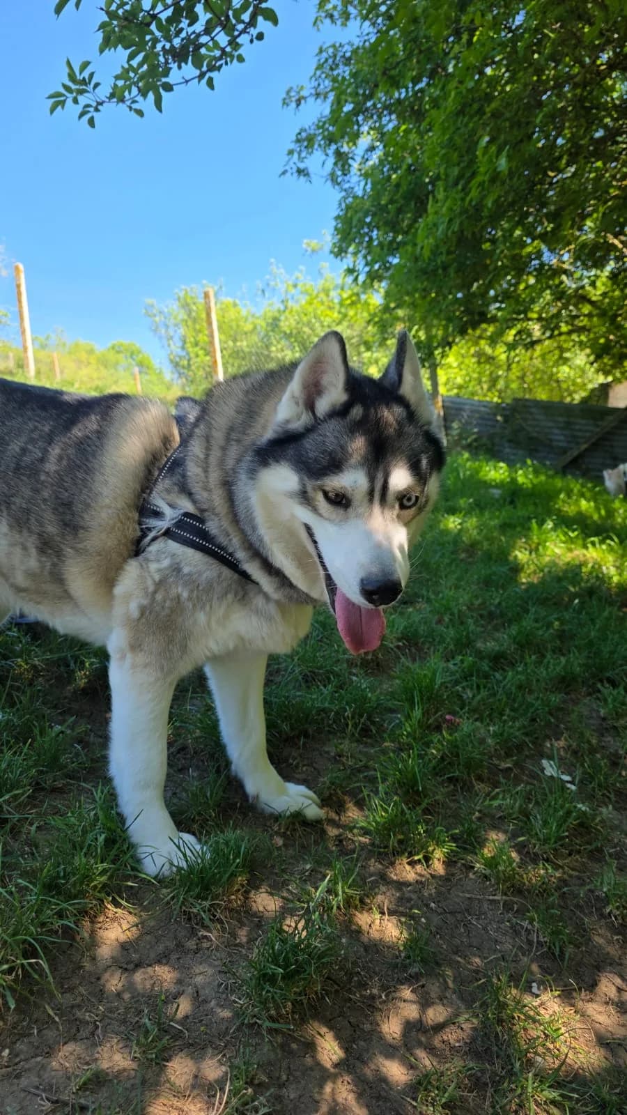Leika, female senior Husky for adoption at SPA de l